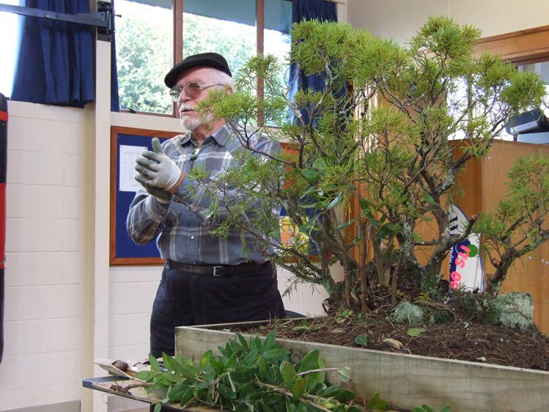 History of the Hamilton Bonsai Club Hamilton Bonsai Club