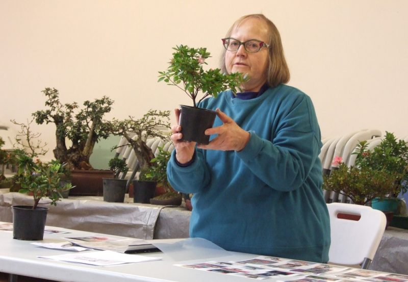Club Meeting Flowering Bonsai May 2021 Hamilton Bonsai Club